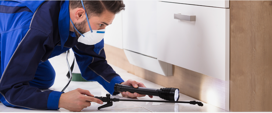 Palm Desert pest xpert removal
